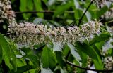 Aesculus chinensis. Соцветие. Китай, провинция Хунань, национальный парк \"Чжанцзяцзе\", смешанный лес. 07.06.2024.