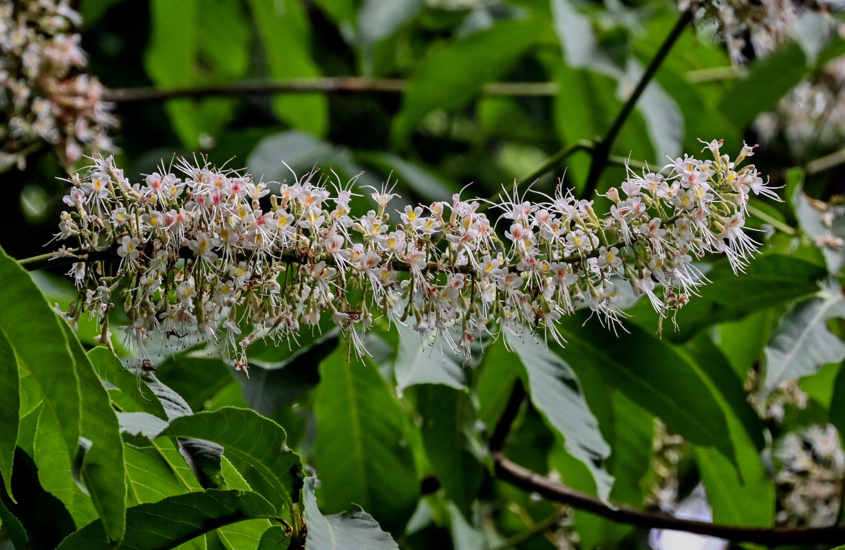 Изображение особи Aesculus chinensis.