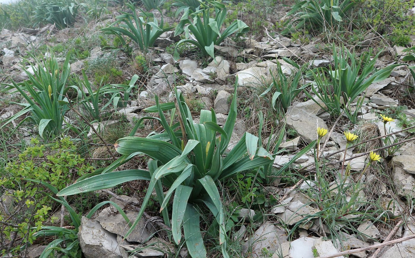 Изображение особи Eremurus spectabilis.