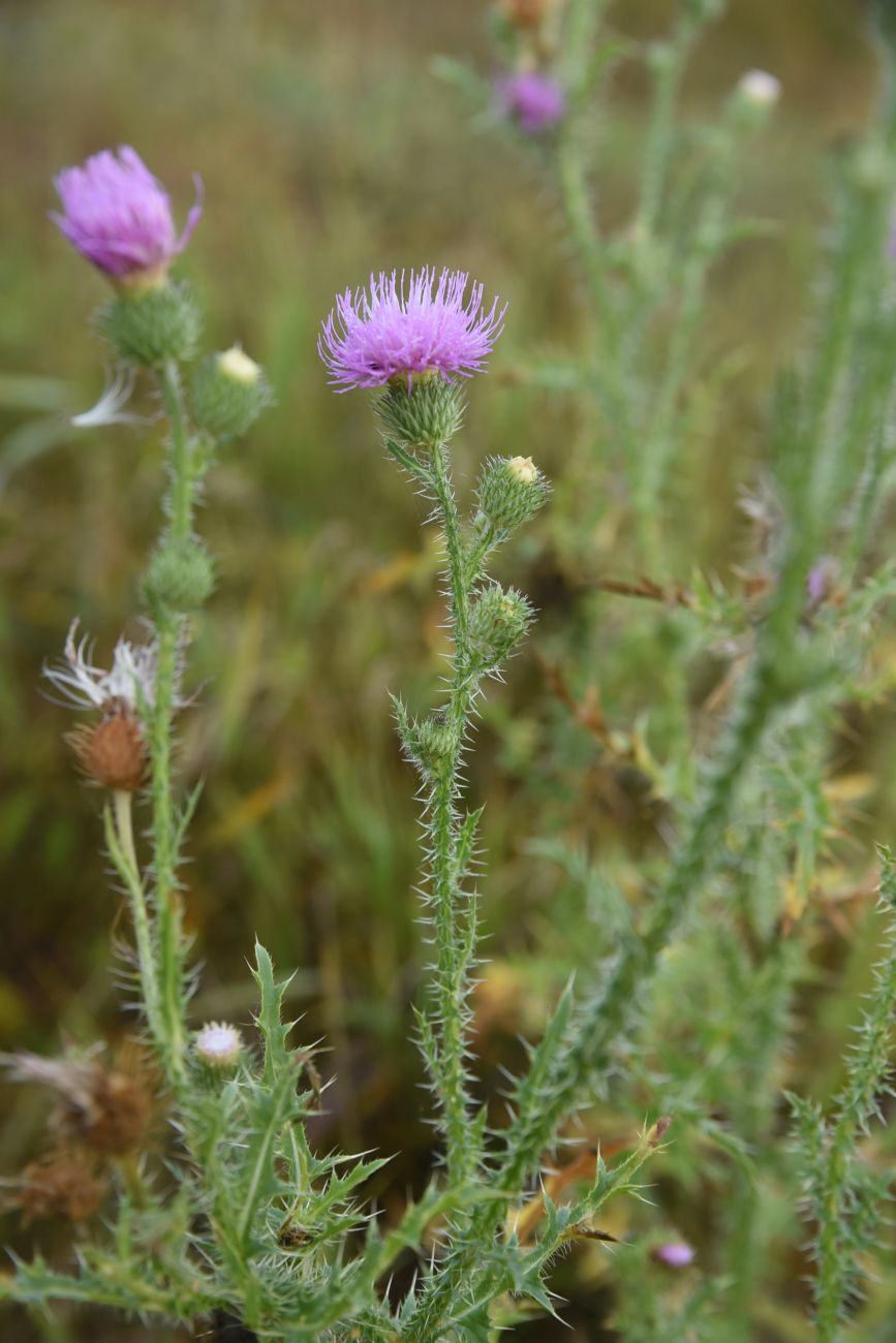 Image of Carduus acanthoides specimen.