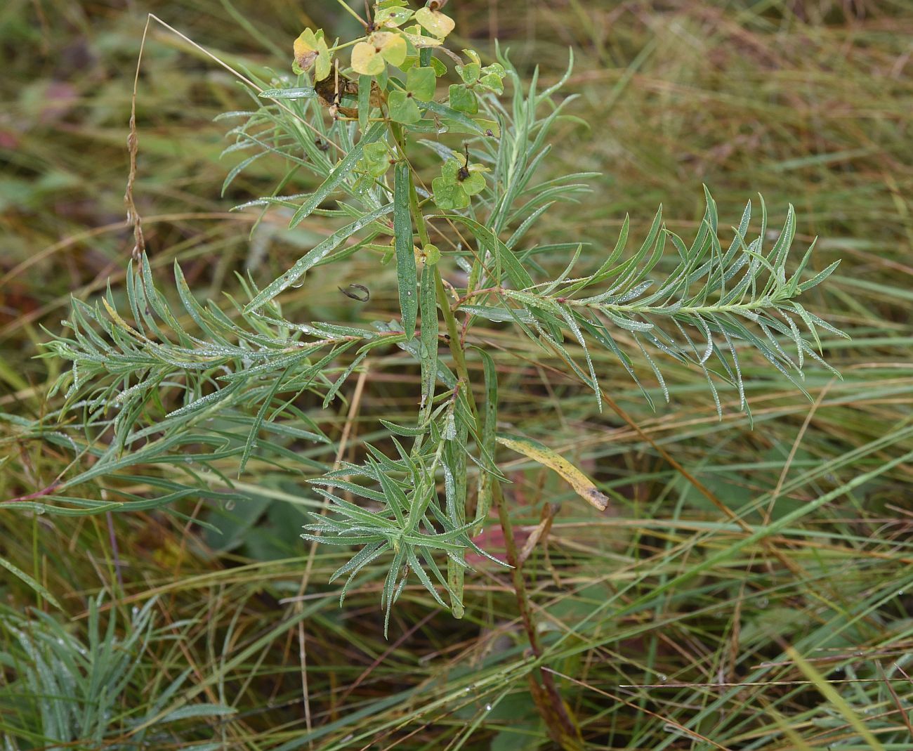 Изображение особи род Euphorbia.