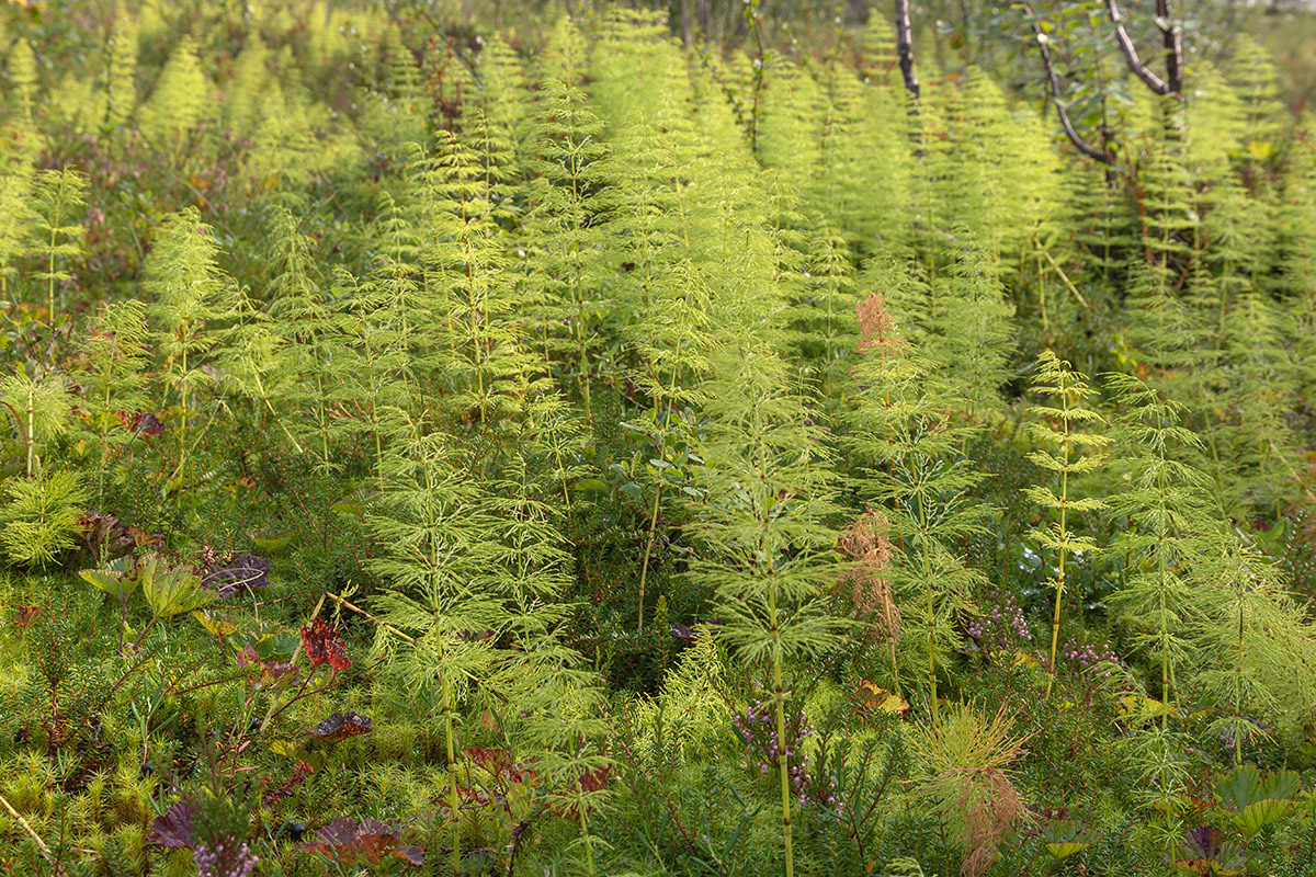 Изображение особи Equisetum sylvaticum.