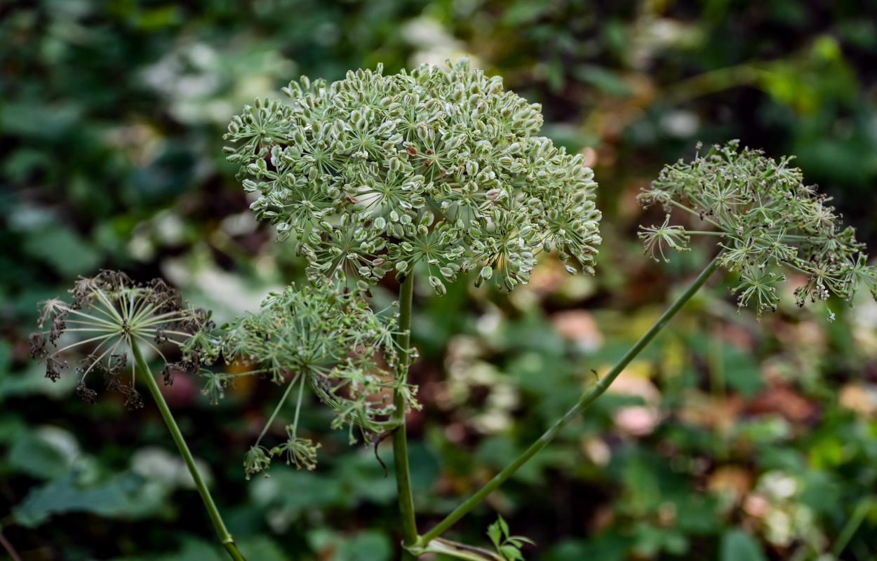 Изображение особи Angelica sylvestris.