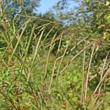 Arabis pendula. Верхушка соплодия. Хабаровский край, окр. г. Комсомольск-на-Амуре, дол. руч. Тёплый ключ. 19.08.2024.