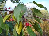 Malus baccata. Часть ветви с соплодиями. Хабаровский край, окр. г. Комсомольск-на-Амуре, дол. руч. Тёплый ключ. 23.09.2024.