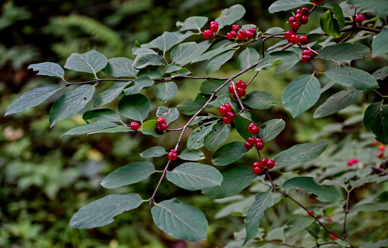 Изображение особи Lonicera xylosteum.