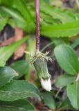 genus Taraxacum