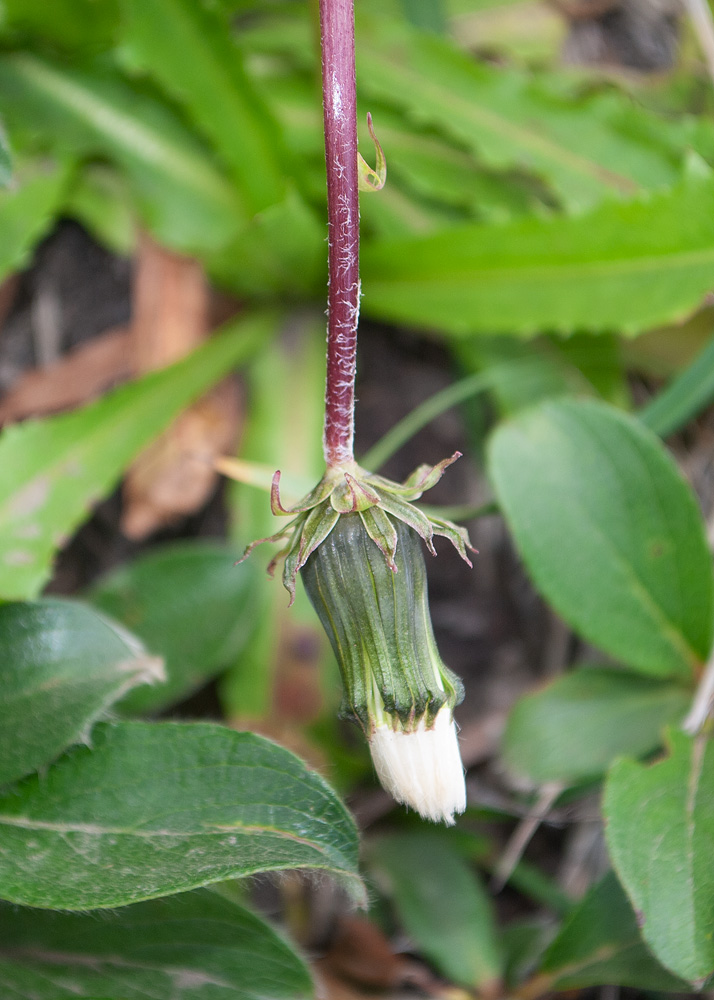 Image of genus Taraxacum specimen.