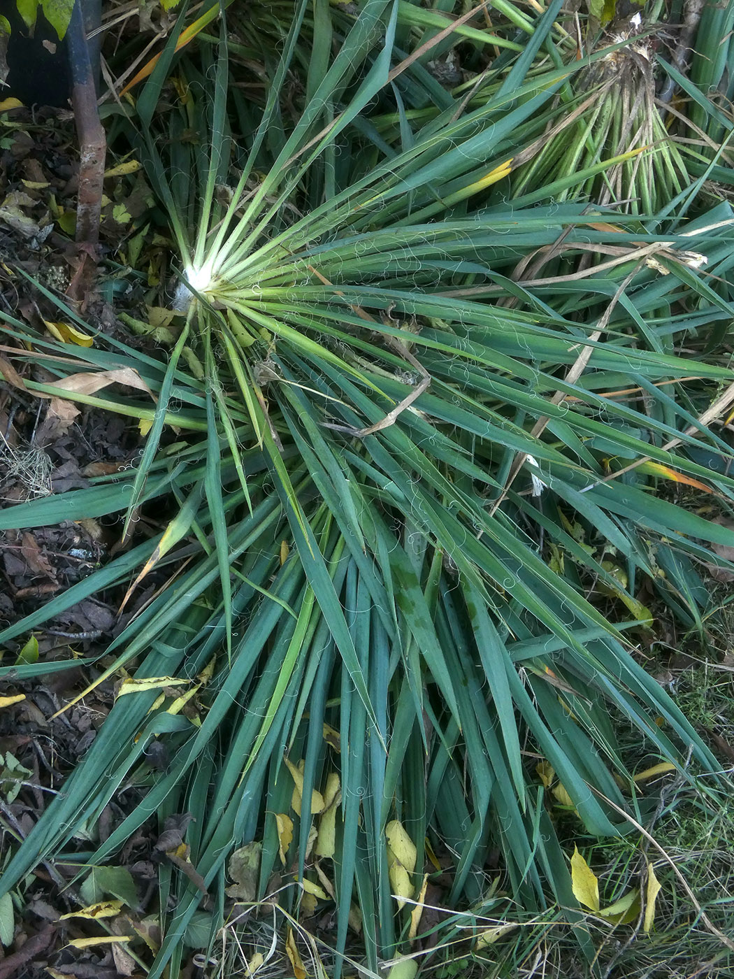 Изображение особи Yucca filamentosa.