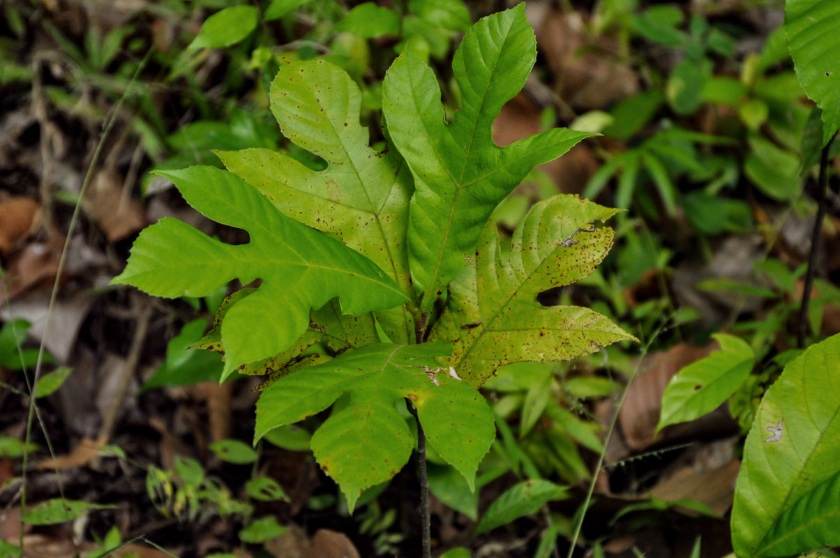 Image of Ficus montana specimen.