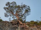 Pinus pityusa. Взрослое дерево с почти обнажённой корневой системой. Краснодарский край, Черноморское побережье Кавказа, м/о г. Геленджик, севернее с. Криница, каменистый приморский склон. 25.08.2019.