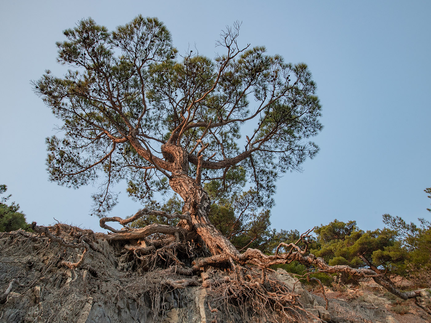 Image of Pinus pityusa specimen.