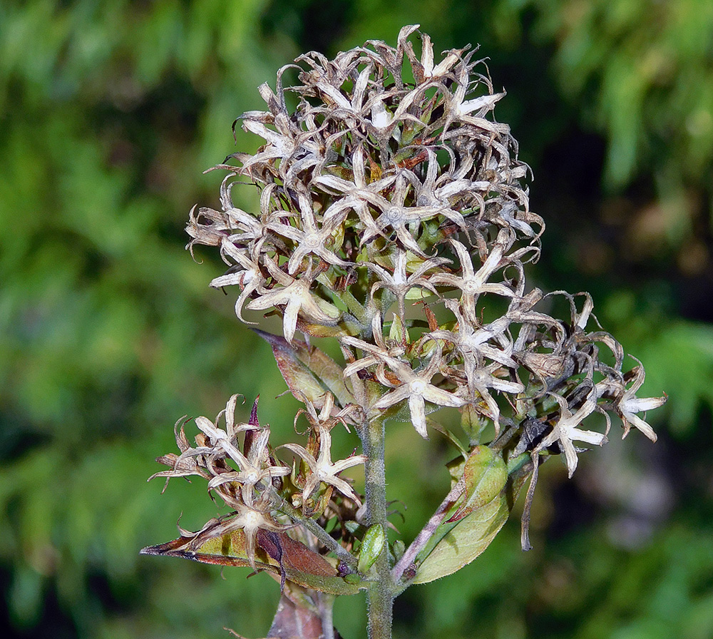 Image of Phlox paniculata specimen.