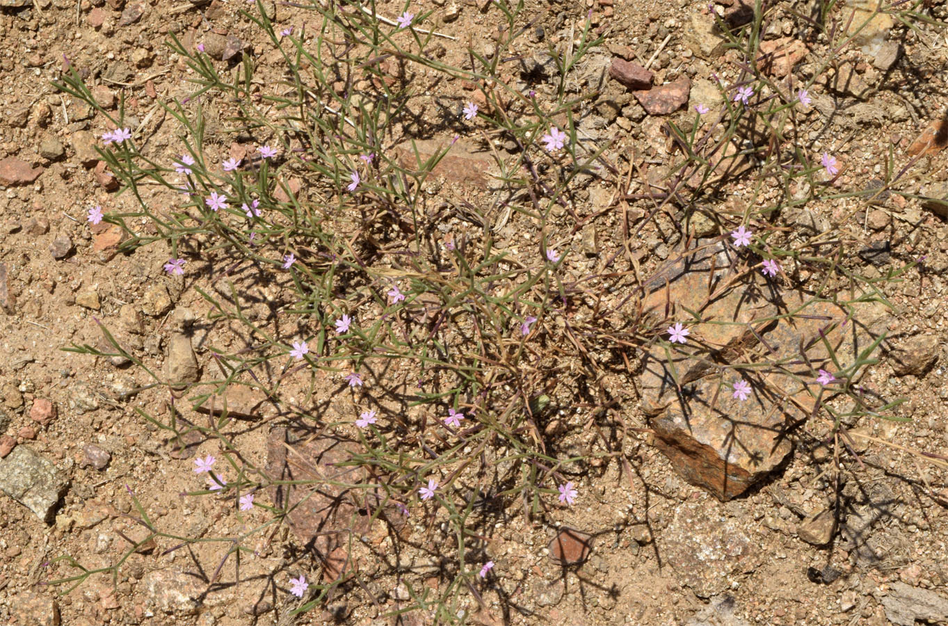 Image of Velezia rigida specimen.