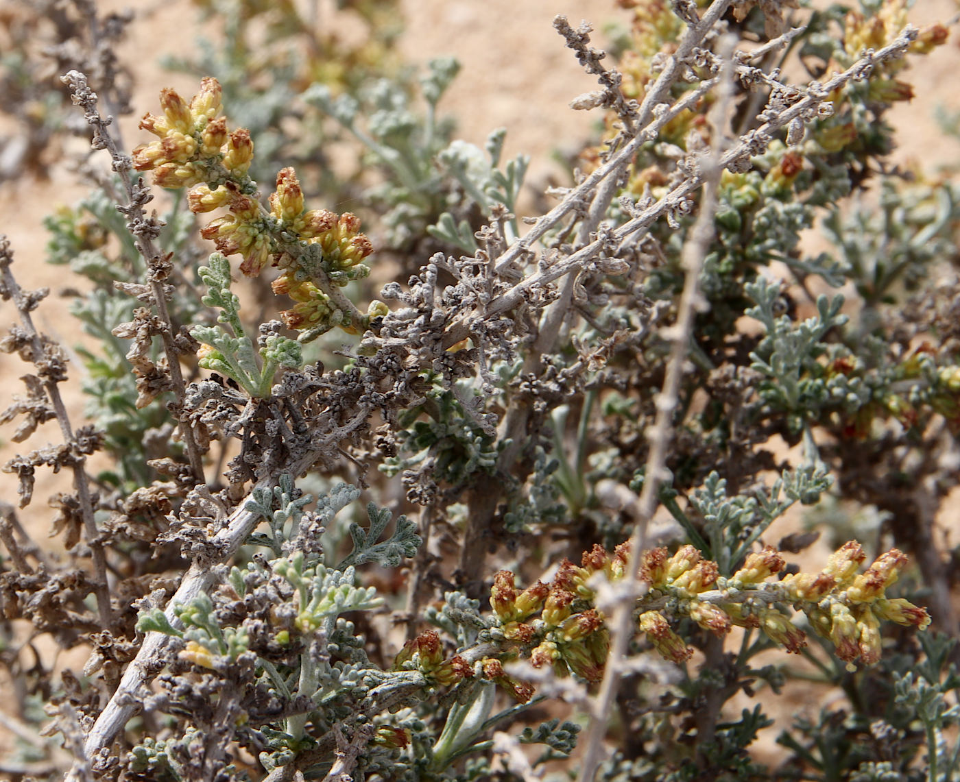 Image of Artemisia herba-alba specimen.