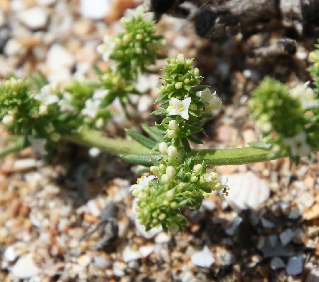 Image of Galium humifusum specimen.