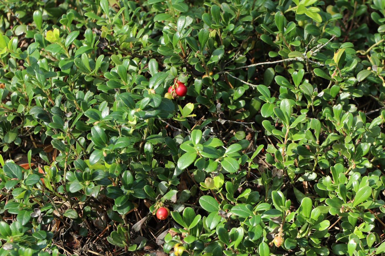 Изображение особи Arctostaphylos uva-ursi.