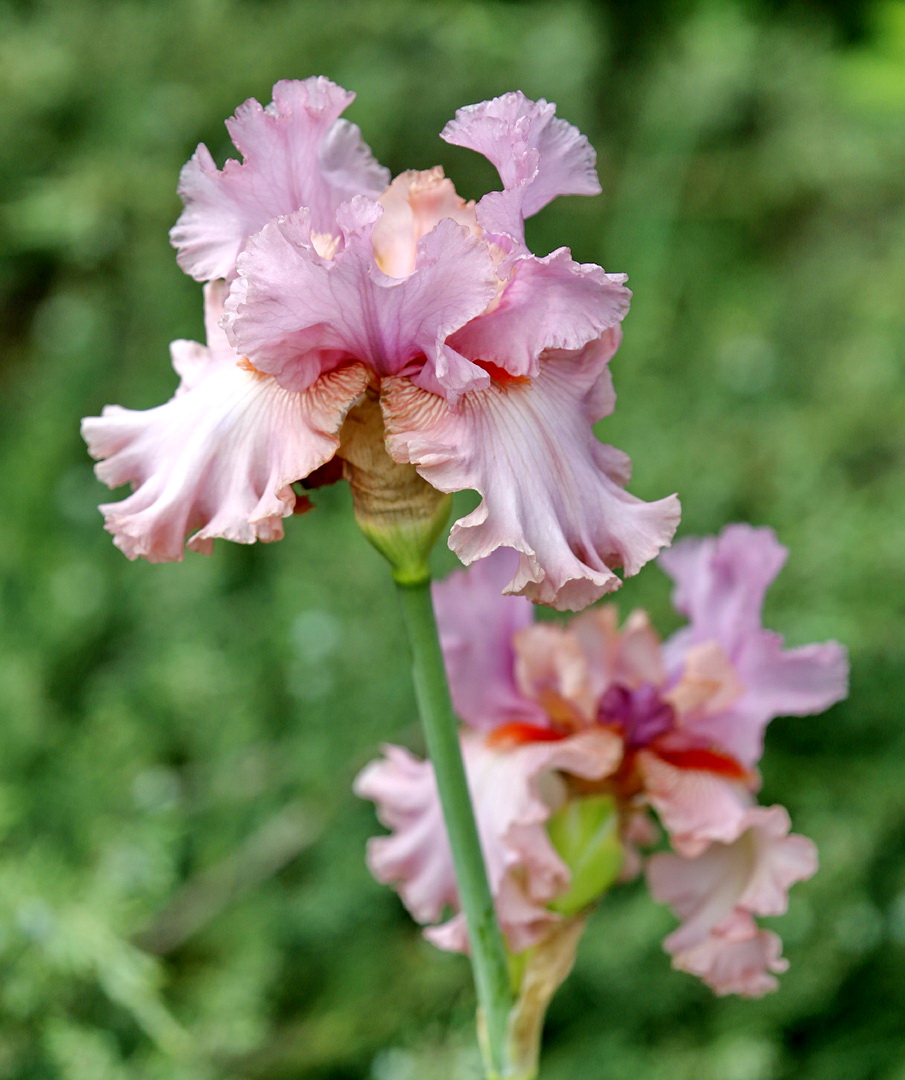 Image of genus Iris specimen.
