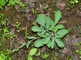 Corydalis ledebouriana