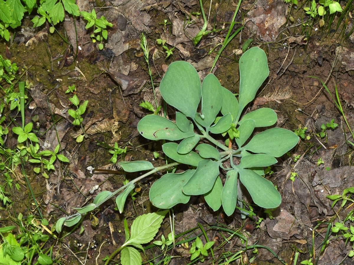 Image of Corydalis ledebouriana specimen.