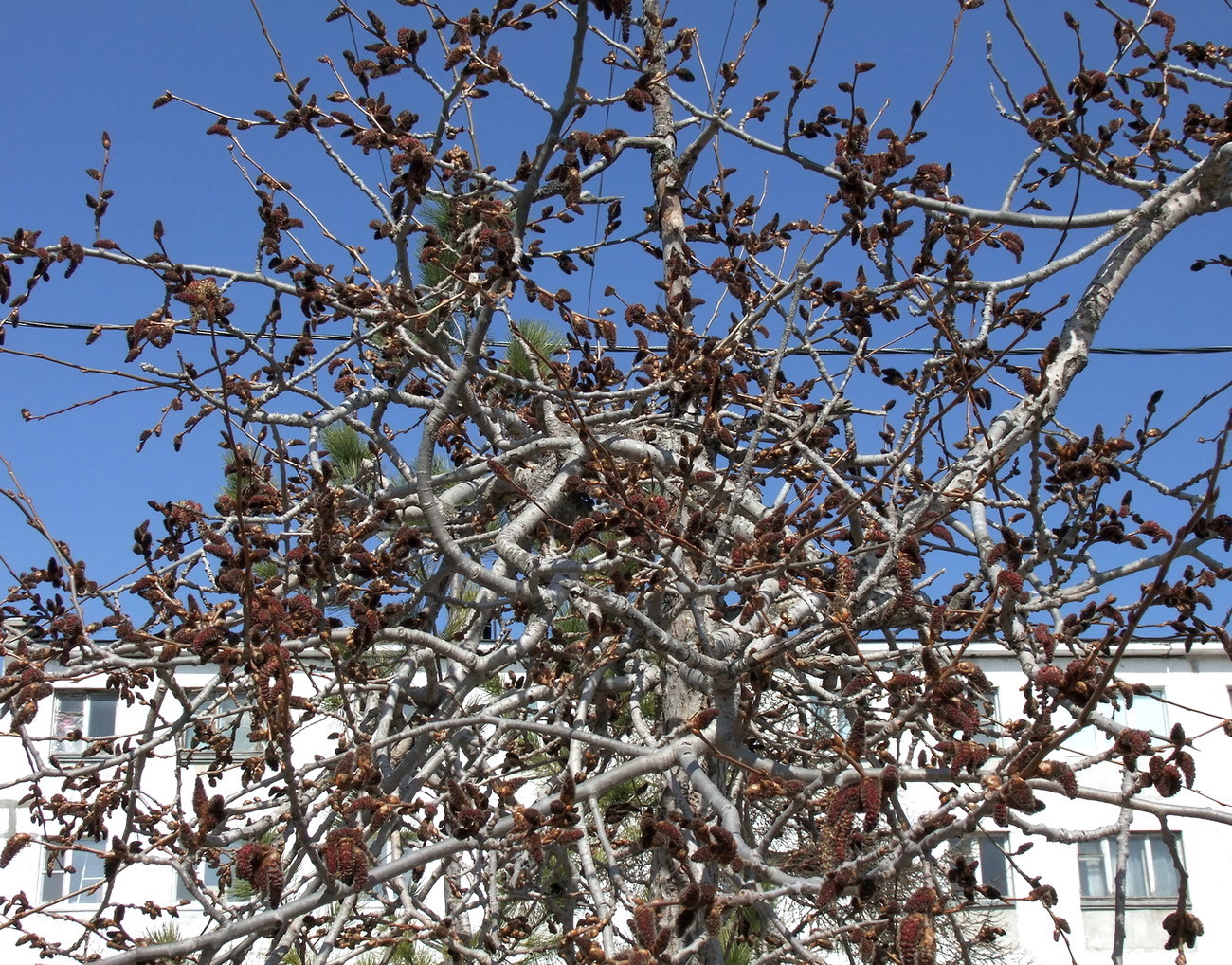 Image of Populus tremula specimen.
