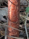 Смотреть изображение Cerasus pensylvanica