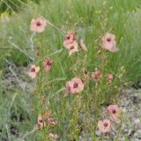 Смотреть изображение род Verbascum