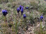 Смотреть изображение Muscari neglectum