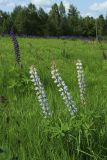 Смотреть изображение Lupinus polyphyllus