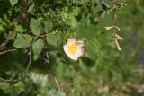 View full-size image genus Rosa