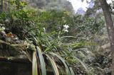 View full-size image genus Iris