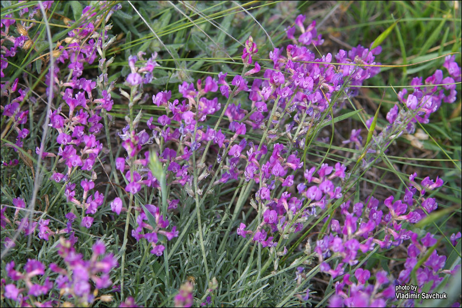 Изображение особи Astragalus tauricus.