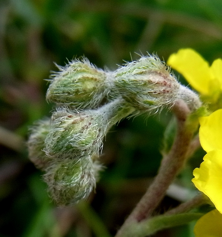 Image of Helianthemum canum specimen.