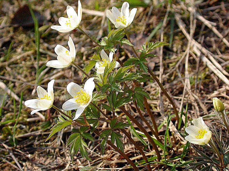 Изображение особи Anemone nemorosa.