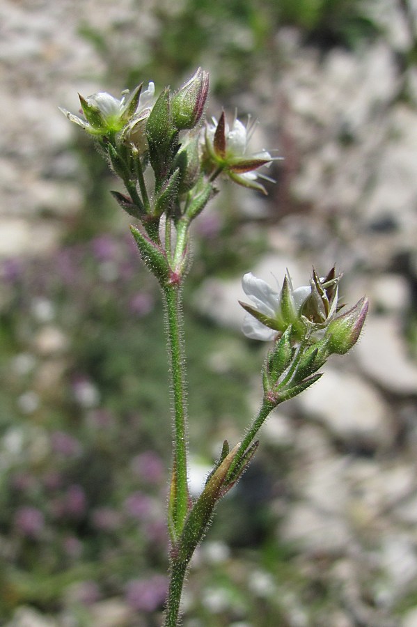 Image of Minuartia hirsuta specimen.