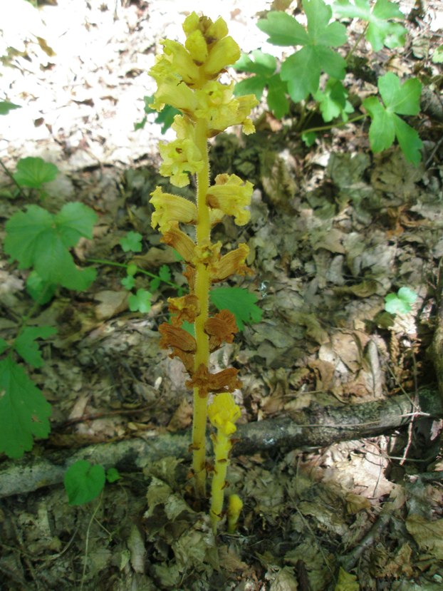 Image of genus Orobanche specimen.