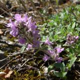 Thymus hirticaulis. Побег с соцветием. Свердловская обл., окр. г. Североуральск, правый берег канала Дублёр. 06.07.2011.