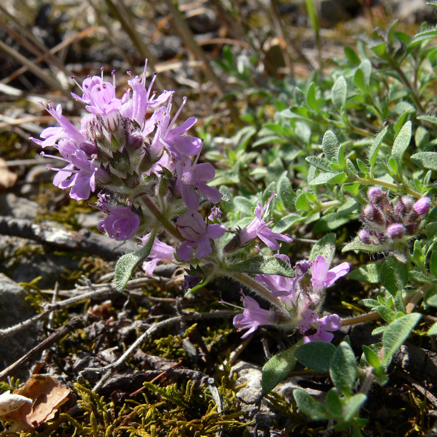 Image of Thymus hirticaulis specimen.