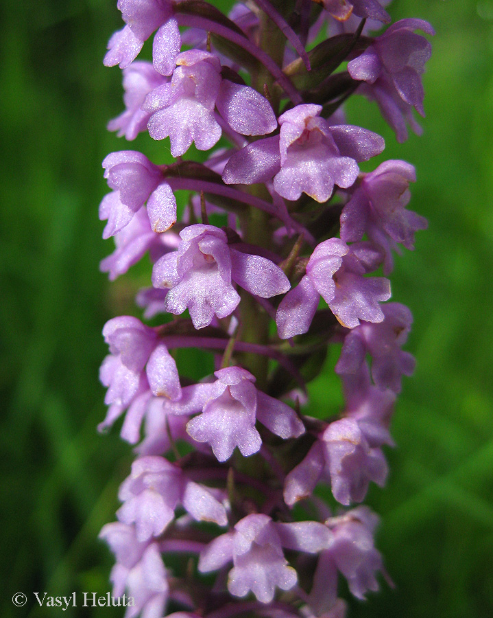 Изображение особи Gymnadenia conopsea.