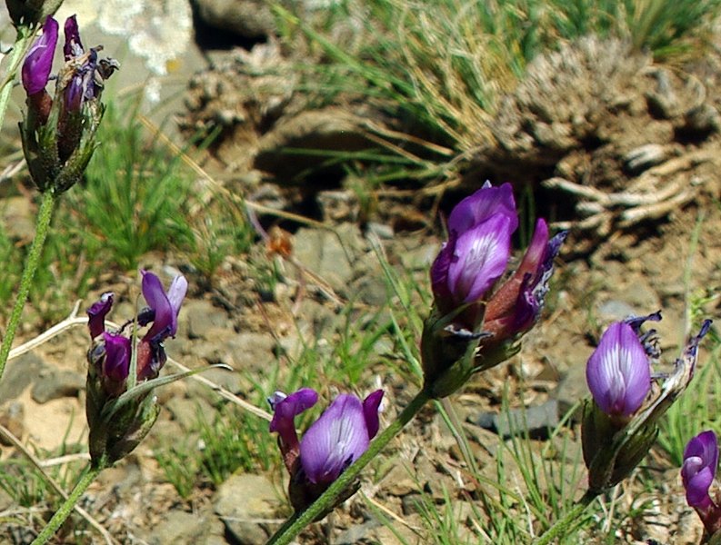 Image of Astragalus falcigerus specimen.