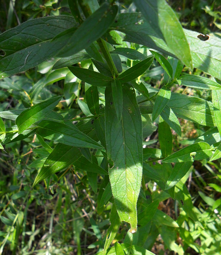 Изображение особи Lythrum salicaria.