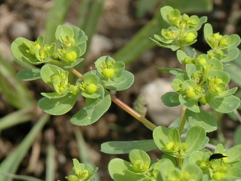 Image of Euphorbia helioscopia specimen.