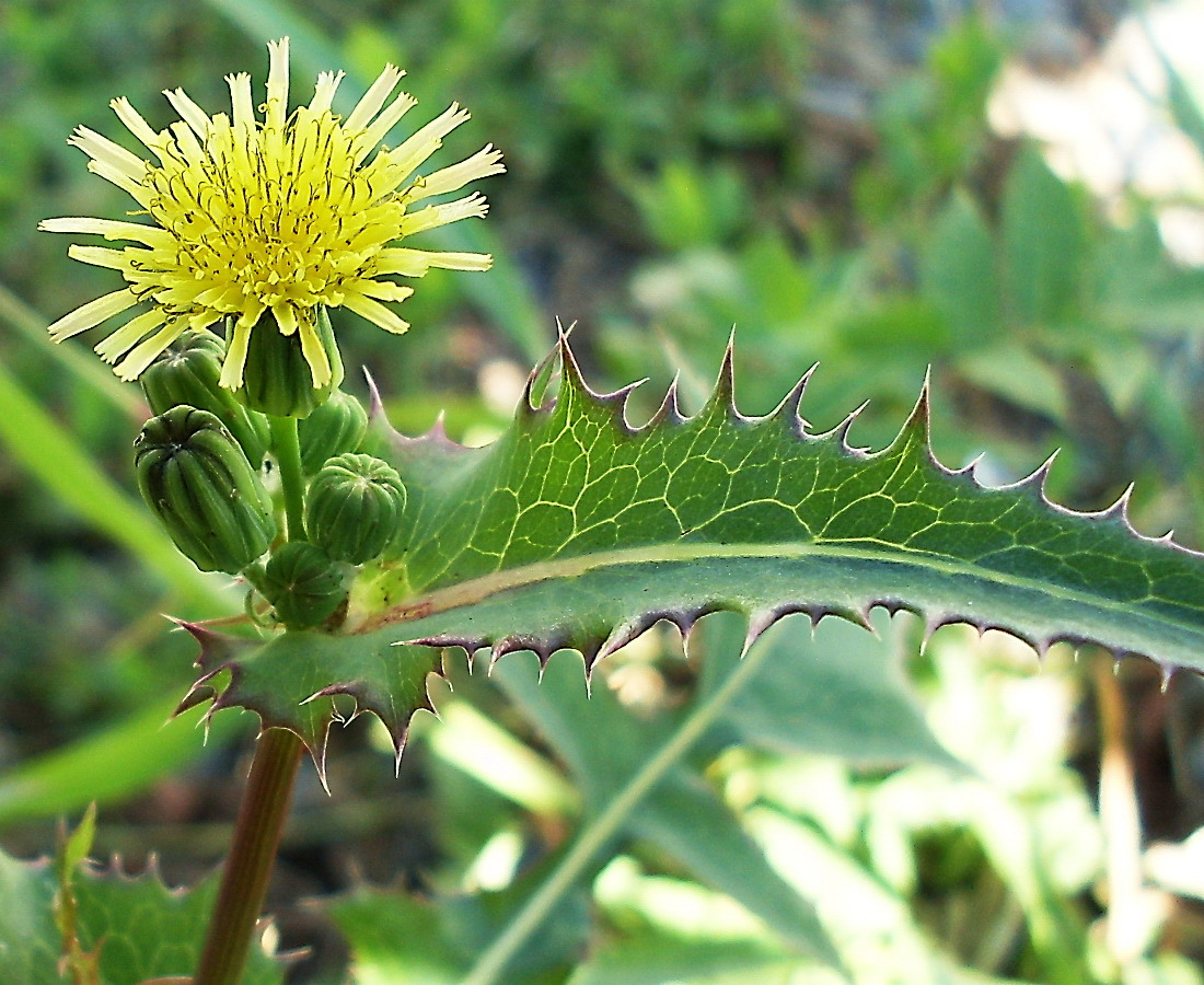 Image of Sonchus oleraceus specimen.