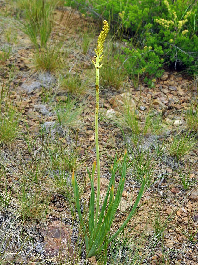 Image of Eremurus altaicus specimen.