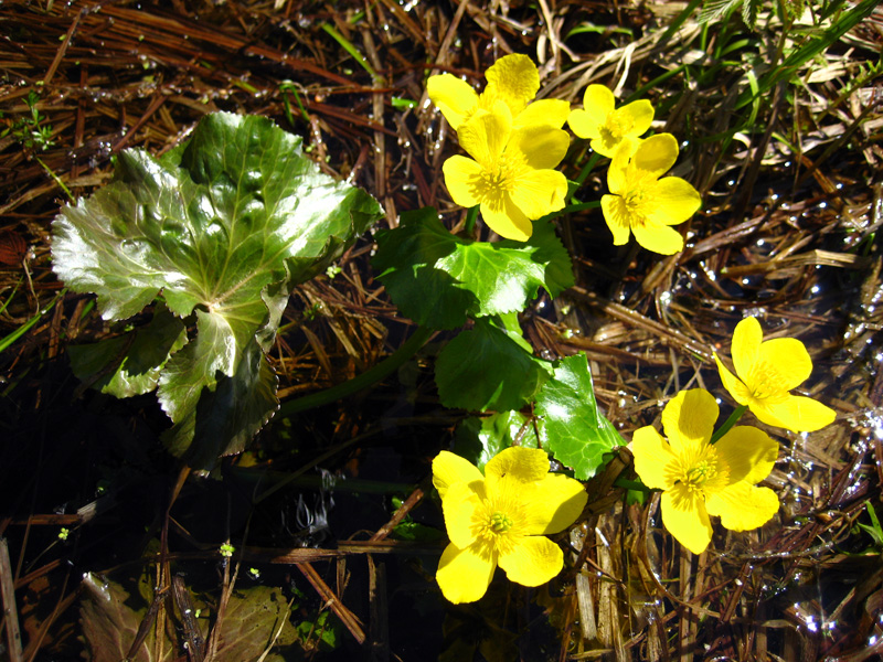 Изображение особи Caltha palustris.