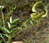 Astragalus campylotrichus. Часть побега с соплодием. Копетдаг, Чули. Май 2011 г.