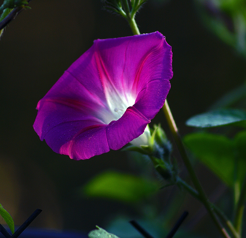 Image of Ipomoea purpurea specimen.