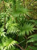 Polemonium caeruleum. Нижняя часть растения. Мурманская обл., Кандалакшский р-н, окр. пос. Лувеньга. 01.07.2010.