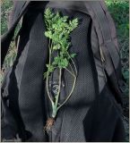 Chaerophyllum prescottii. Выкопанное растение. Чувашия, окр. г. Шумерля, Песчаная дорога на Водозабор. 28 апреля 2012 г.