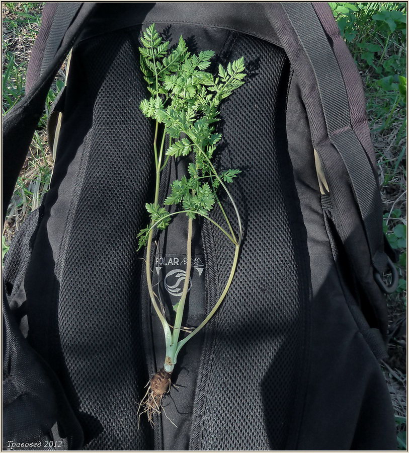 Image of Chaerophyllum prescottii specimen.